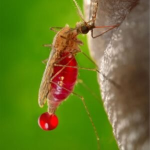 Vector Born Diseases and Epidemiology